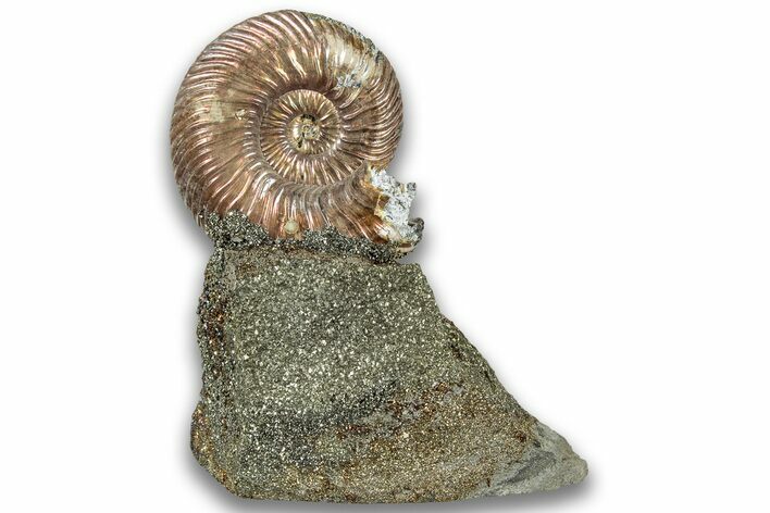 Iridescent, Pyritized Ammonite (Quenstedticeras) Fossil Display #324261
